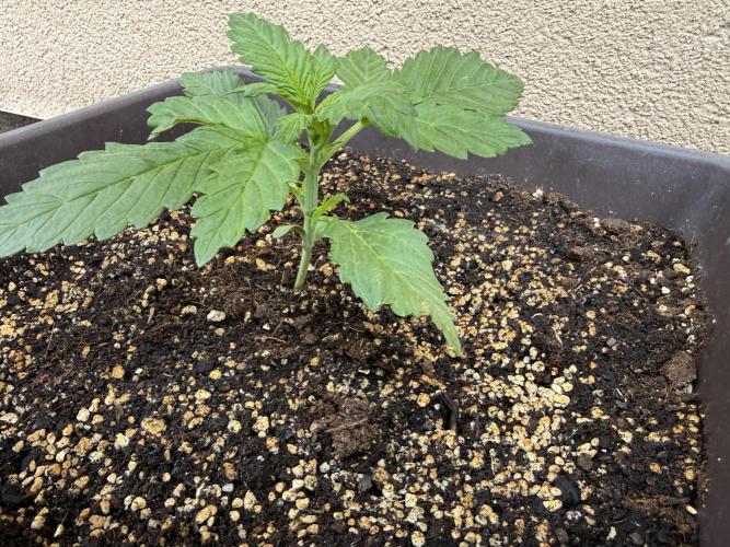 2. Auto outdoor. Week 3 - Frostbanger
