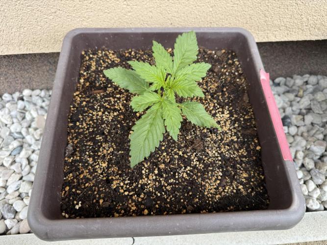 2. Auto outdoor. Week 3 - Frostbanger