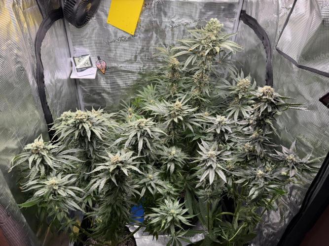 1. grow. Week 12 - Všichni společně