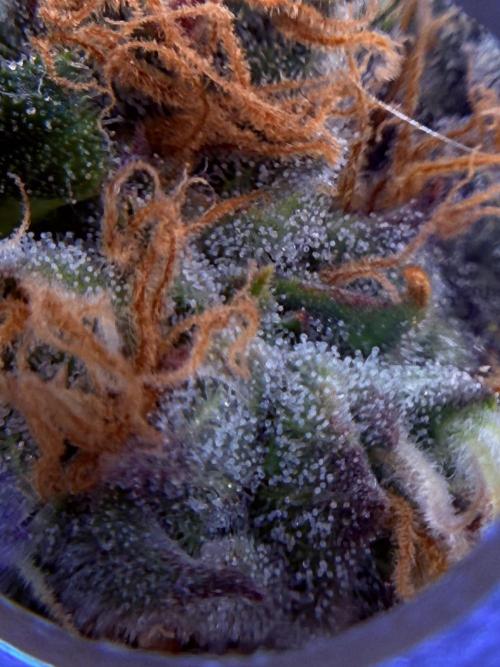 1. grow. Week 12 - GG4