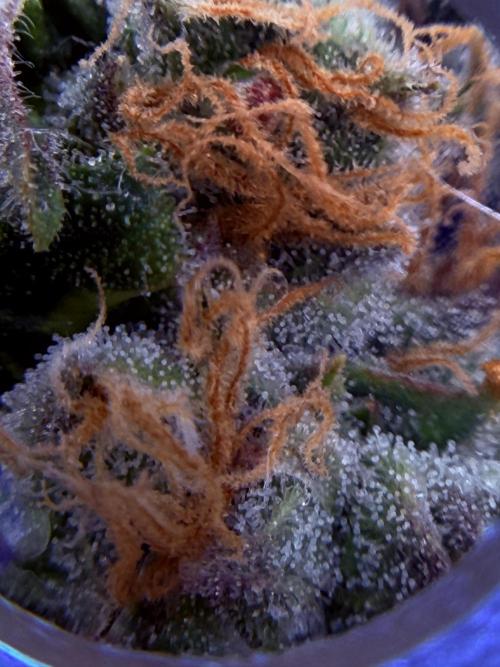 1. grow. Week 12 - GG4