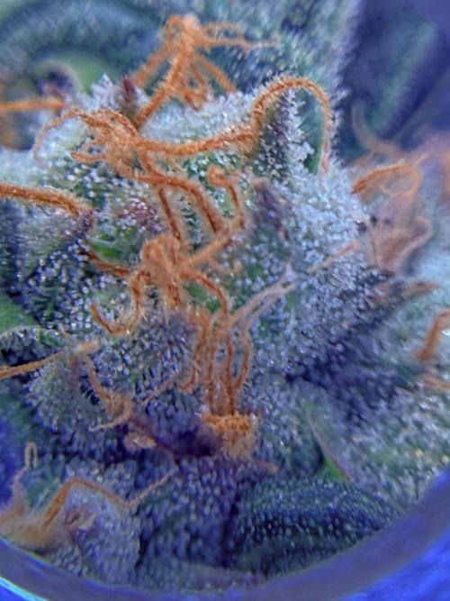 1. grow. Week 12 - GG4