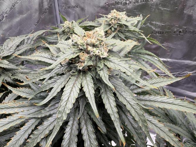 1. grow. Week 12 - GG4