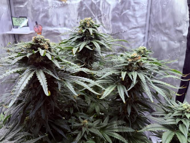 1. grow. Week 12 - GG4
