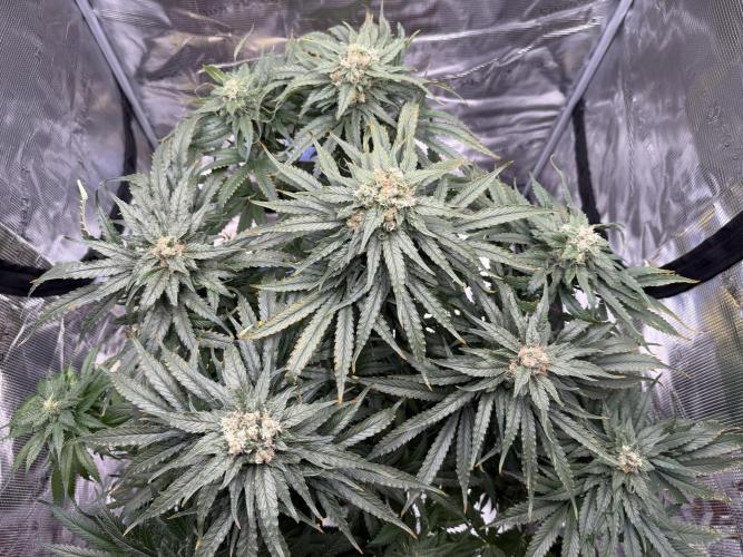1. grow. Week 12 - GG4