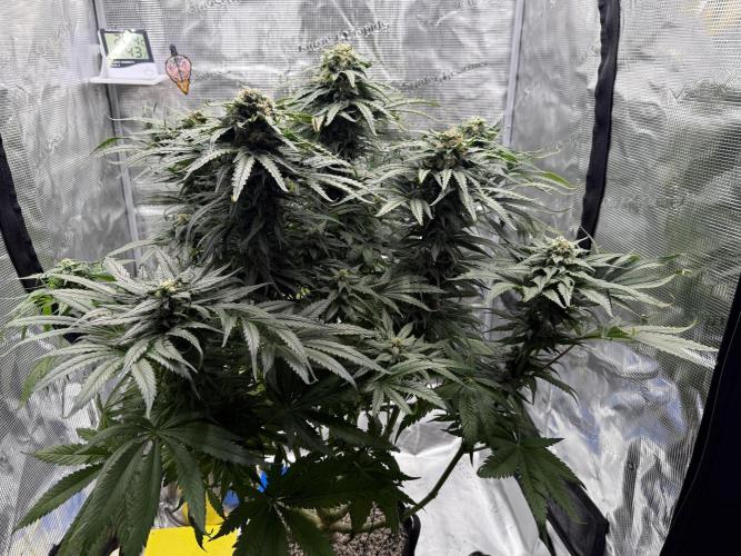 1. grow. Week 12 - GG4