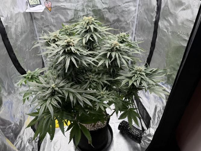 1. grow. Week 12 - GG4