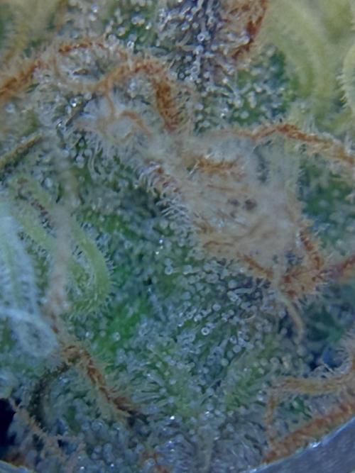 1. grow. Week 12 - Gorilla Melon