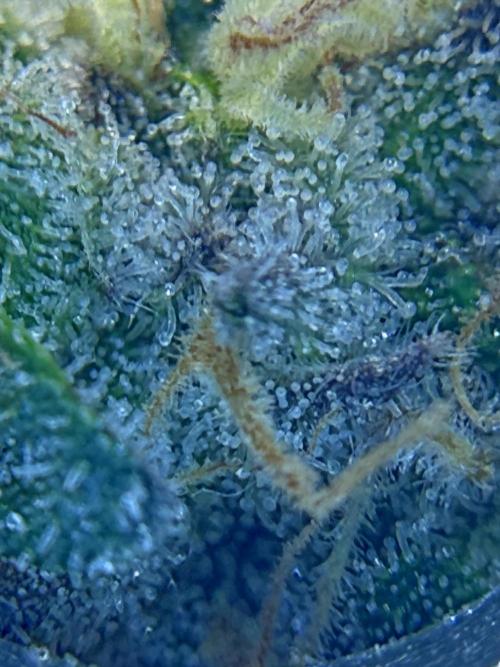 1. grow. Week 12 - Gorilla Melon