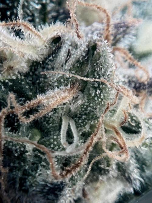 1. grow. Week 12 - Gorilla Melon