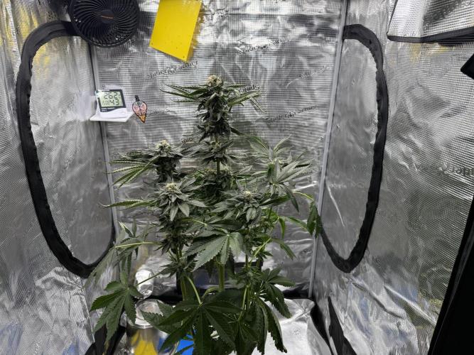 1. grow. Week 12 - Gorilla Melon
