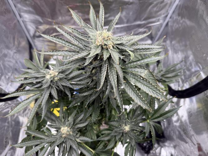 1. grow. Week 12 - Gorilla Melon