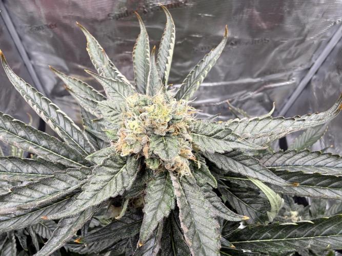 1. grow. Week 12 - Gorilla Melon