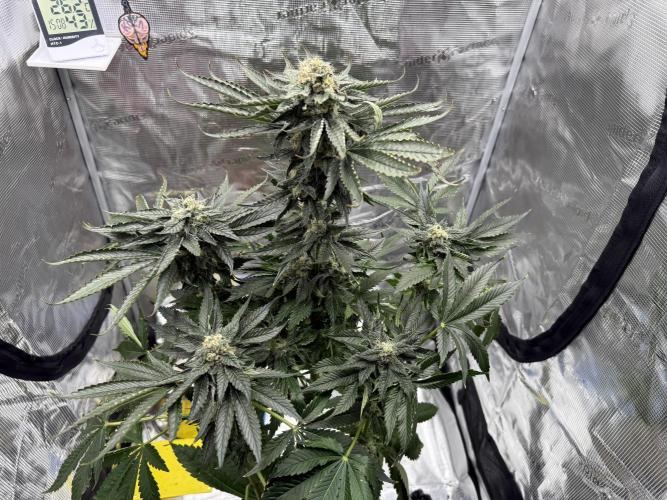 1. grow. Week 12 - Gorilla Melon