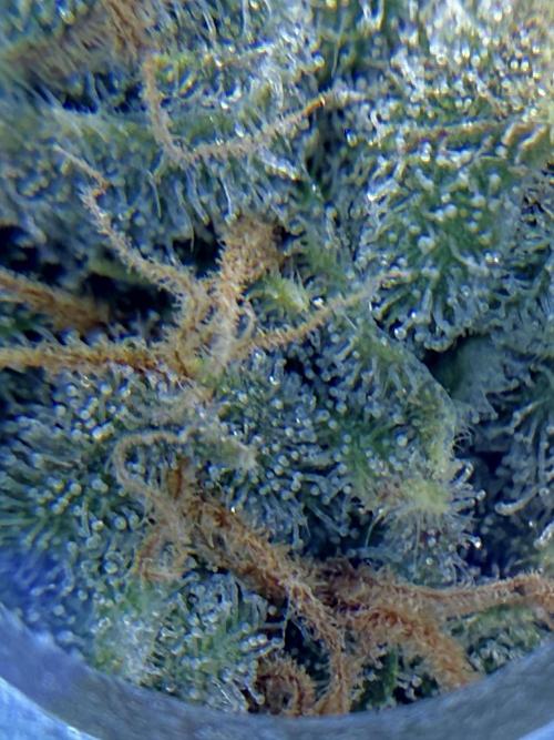 1. grow. Week 12 - Lemon Mandarin