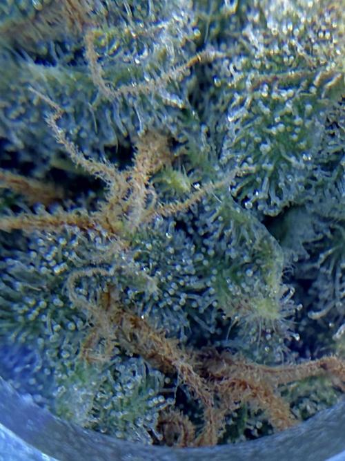 1. grow. Week 12 - Lemon Mandarin
