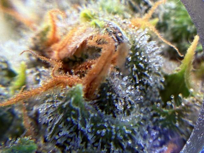 1. grow. Week 12 - Lemon Mandarin