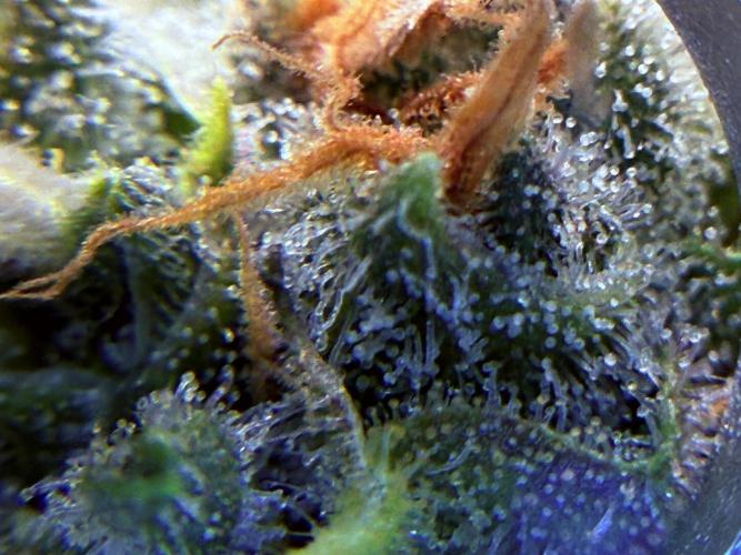 1. grow. Week 12 - Lemon Mandarin