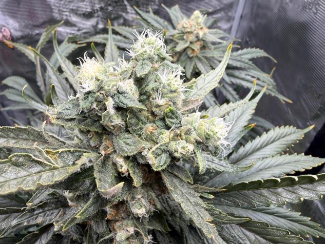 1. grow. Week 12 - Lemon Mandarin
