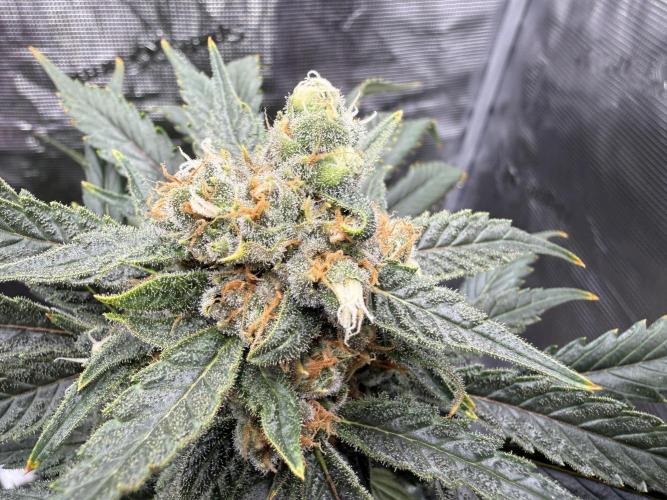 1. grow. Week 12 - Lemon Mandarin