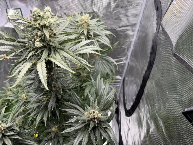1. grow. Week 12 - Lemon Mandarin