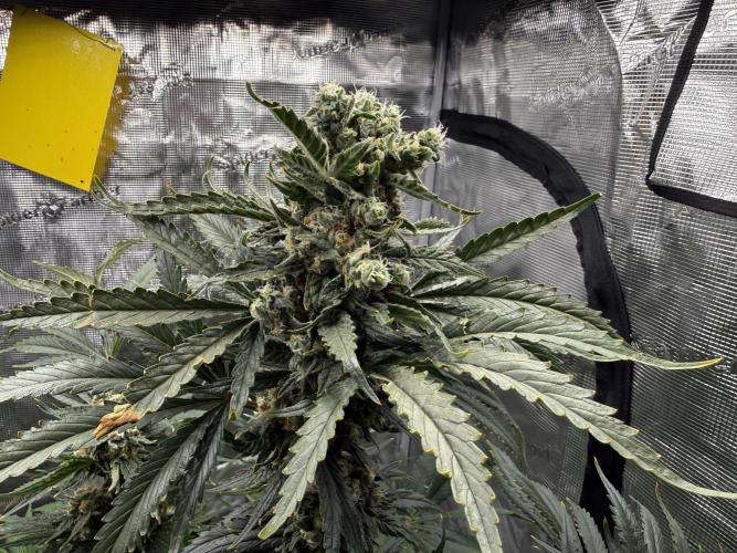 1. grow. Week 12 - Lemon Mandarin