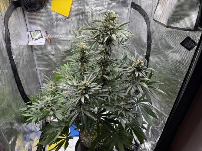 1. grow. Week 12 - Lemon Mandarin