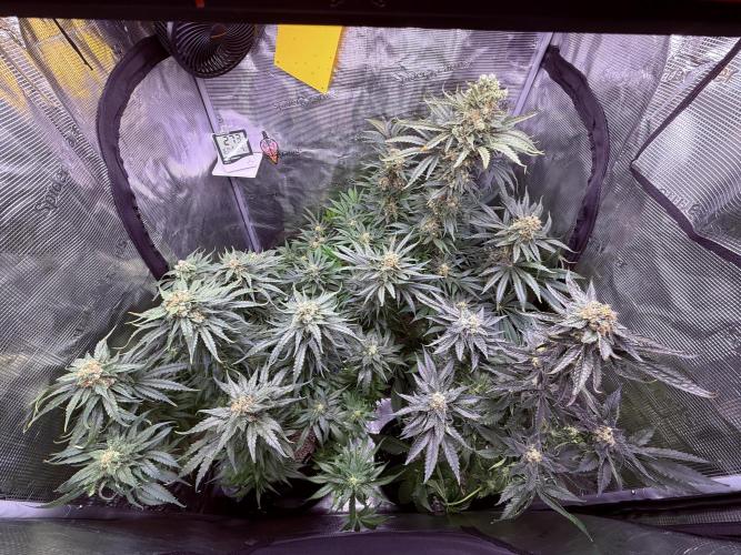1. grow. Week 12 - ...