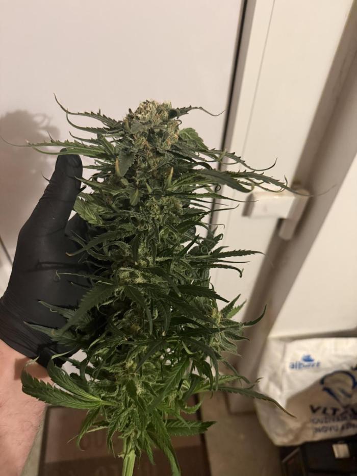 1. grow. Week 13