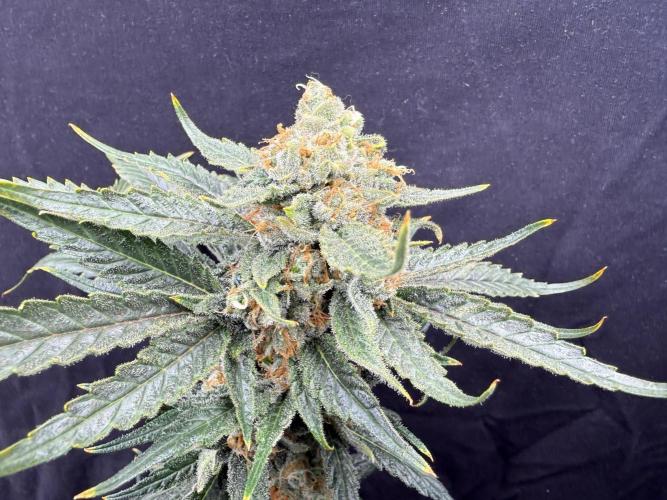 1. grow. Week 13