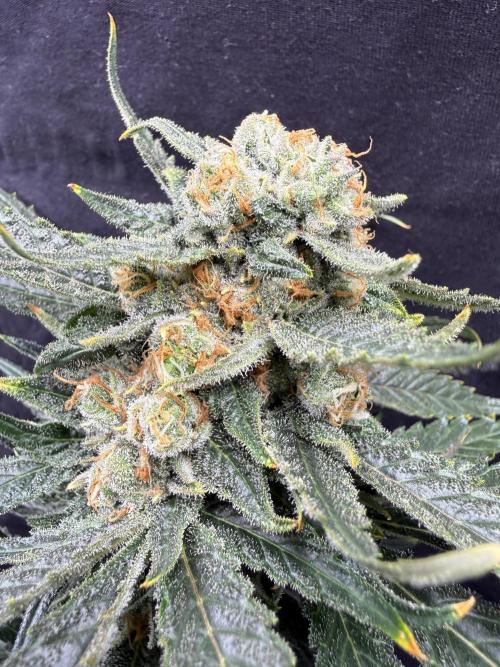 1. grow. Week 13