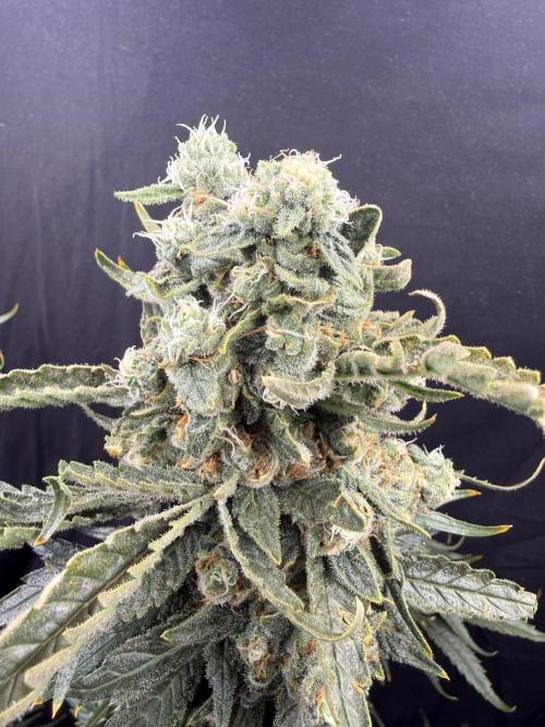 1. grow. Week 13