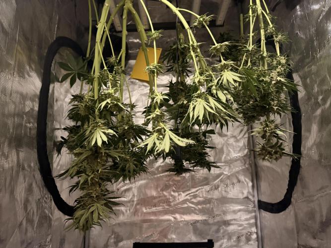 1. grow. Week 13