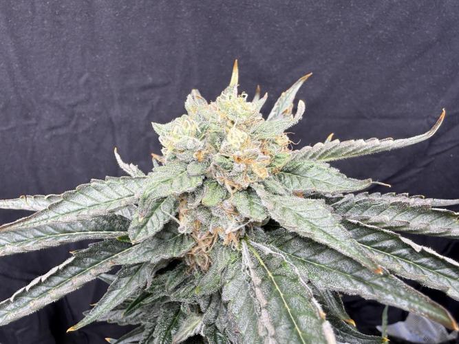 1. grow. Week 13