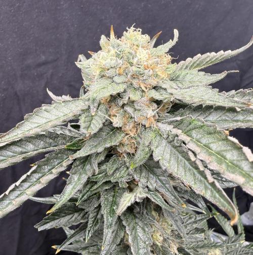 1. grow. Week 13