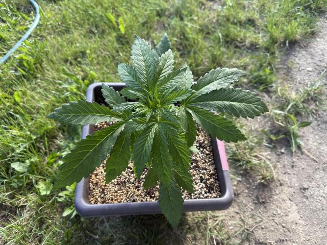 2. Auto outdoor. Week 4 - Frostbanger
