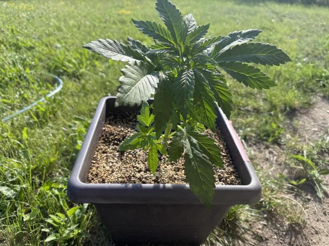 2. Auto outdoor. Week 4 - Frostbanger