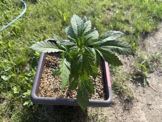 2. Auto outdoor. Week 4 - Frost