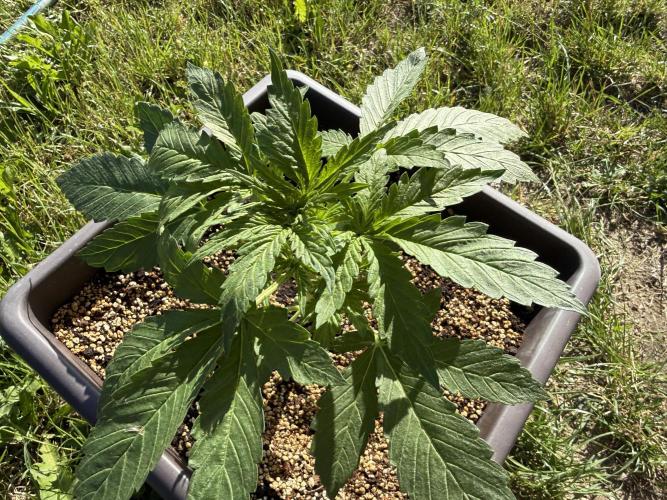 2. Auto outdoor. Week 4 - Lemon cherry