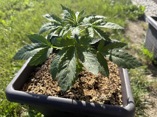 2. Auto outdoor. Week 4 - Lemon cherry