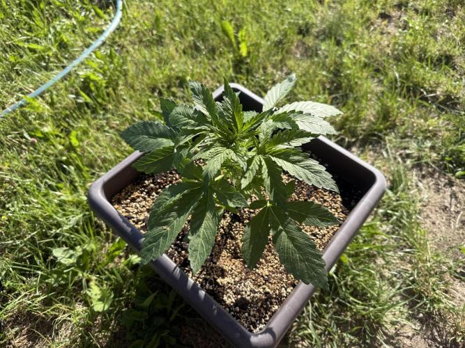 2. Auto outdoor. Week 4 - Lemon cherry