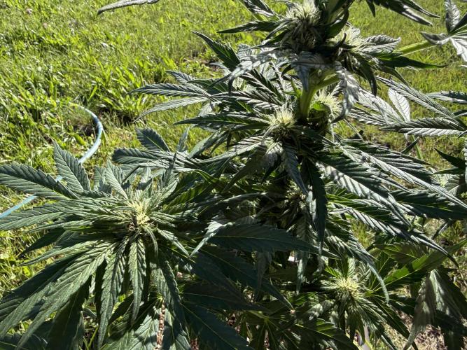 1. outdoor Tropicana cookies auto. Week 8