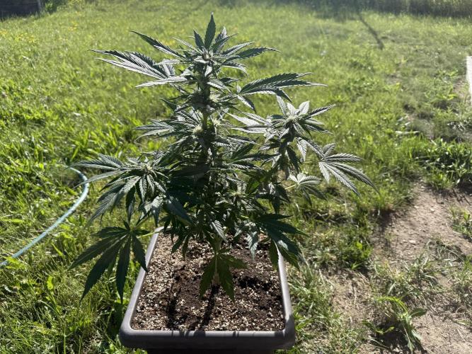 1. outdoor Tropicana cookies auto. Week 8