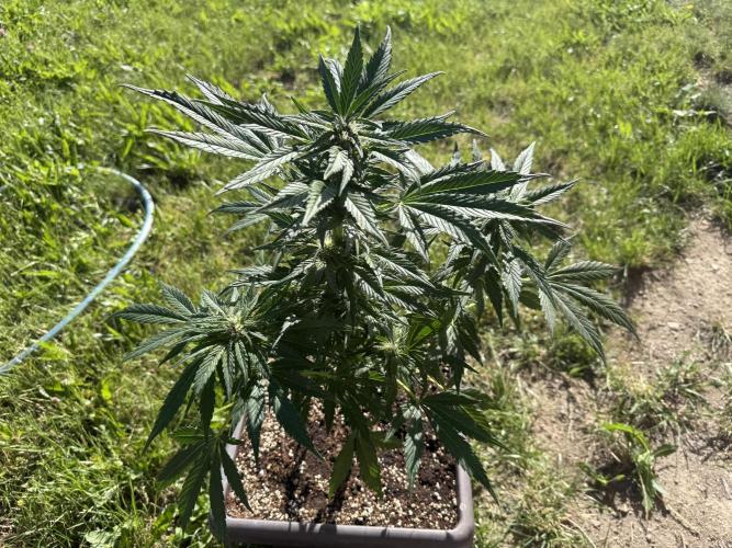 1. outdoor Tropicana cookies auto. Week 8