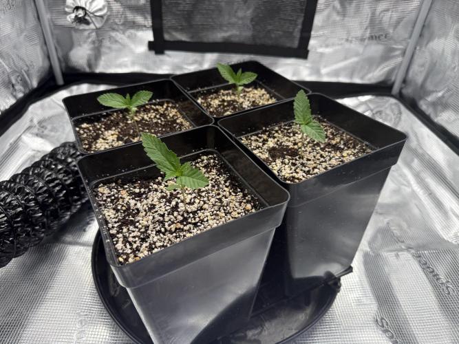 2. Bon Boni #3. Week 1