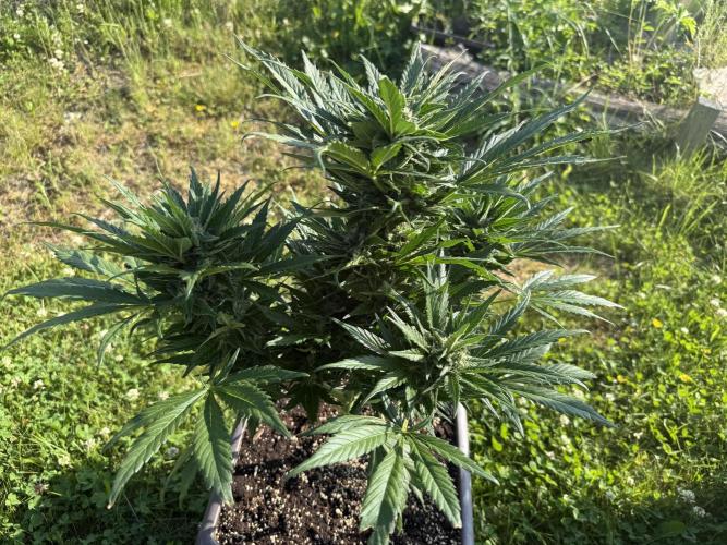 1. outdoor Tropicana cookies auto. Week 9