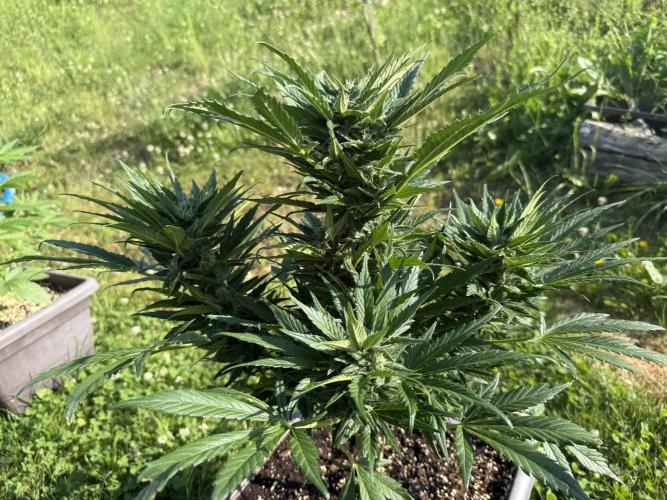 1. outdoor Tropicana cookies auto. Week 9