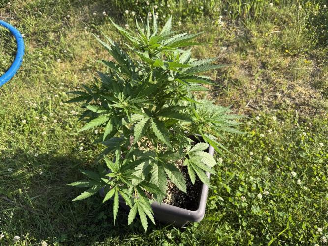 2. Auto outdoor. Week 5 - Lemon cherry 