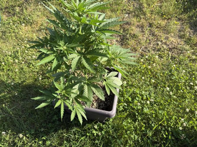 2. Auto outdoor. Week 5 - Lemon cherry 