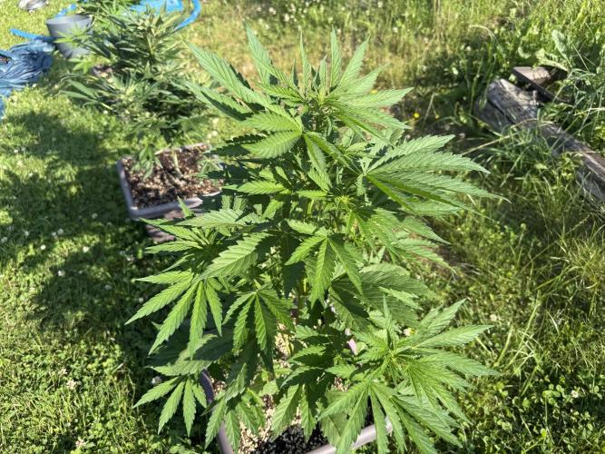 2. Auto outdoor. Week 5 - Frostbanger